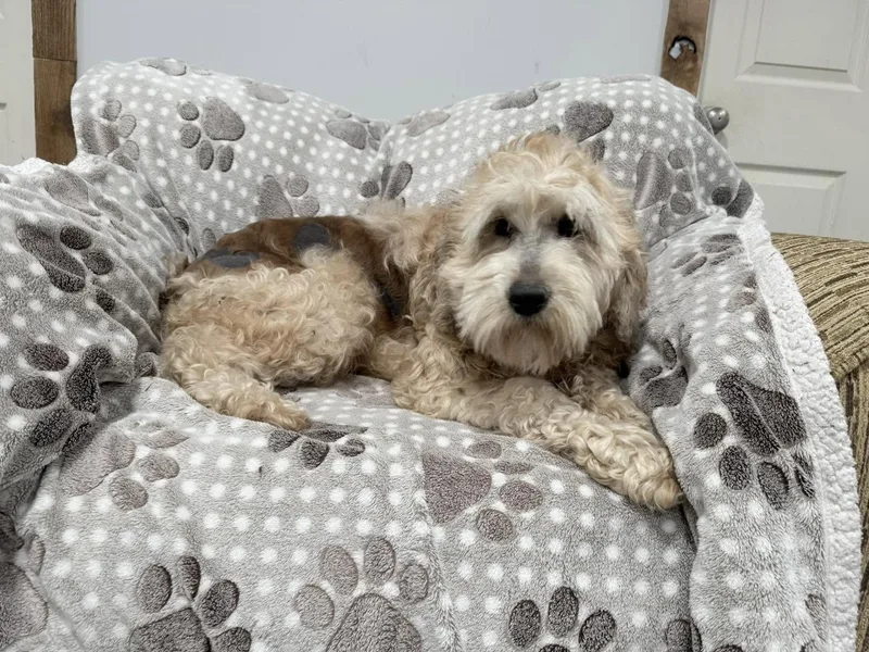 An adult medium-sized female Red / Chestnut / Orange Labradoodle dog named Gabby for adoption in Vermilion, OH