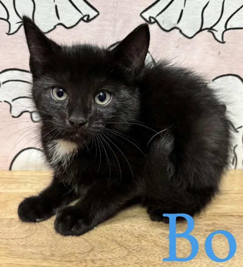 A baby medium-sized male Black Domestic Short Hair cat named Bo for adoption in Brick, NJ