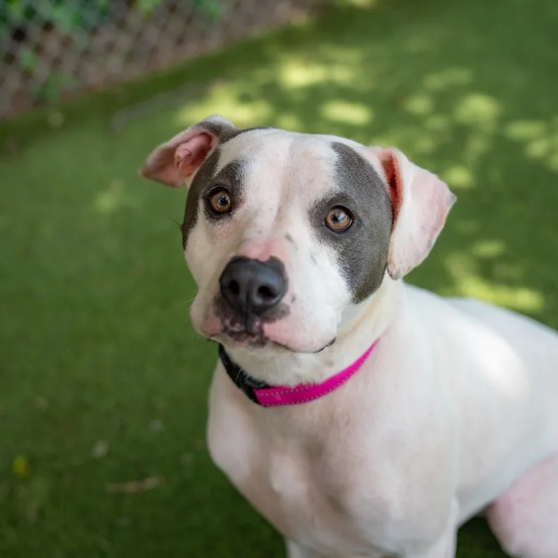 An adult medium-sized female White / Cream Terrier dog named Chanel for adoption in Gainesville, GA