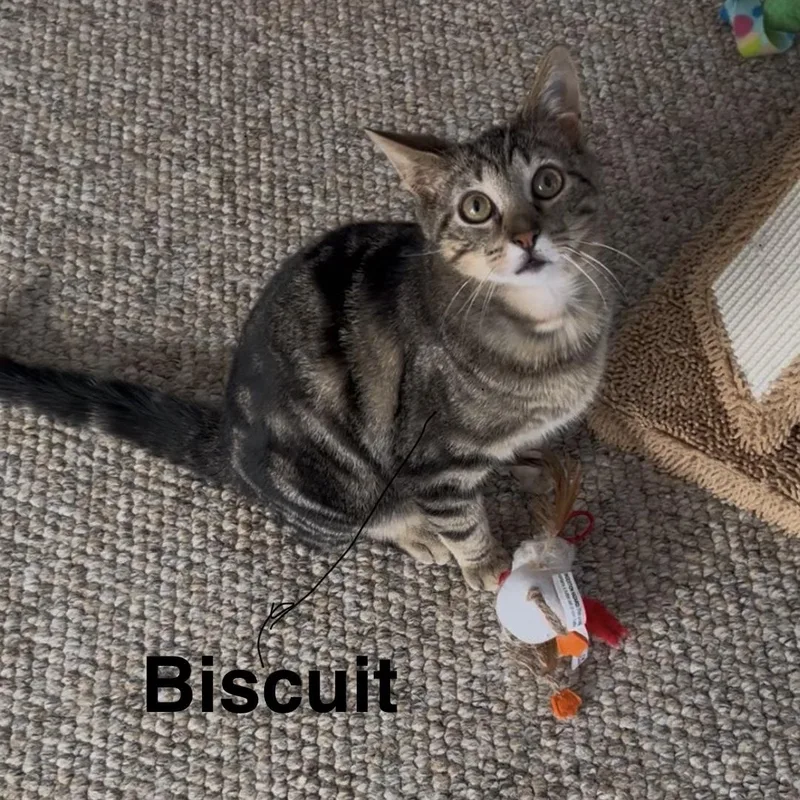 Biscuit thumbnail 2