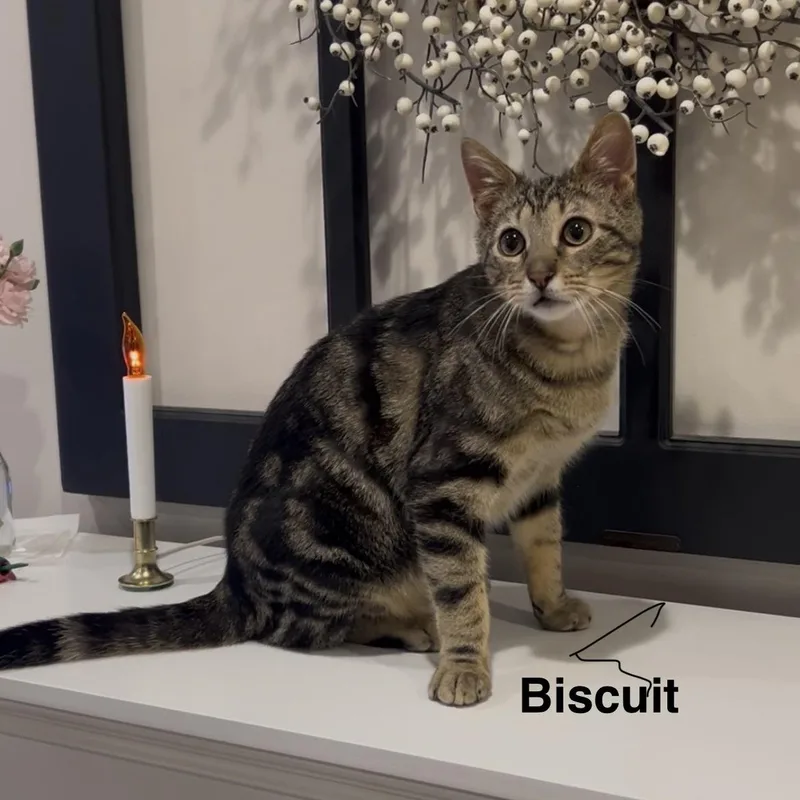 Biscuit thumbnail 3