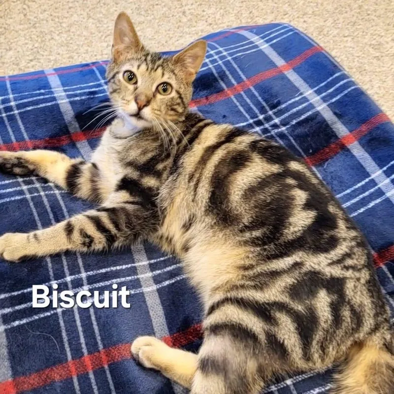 Biscuit
