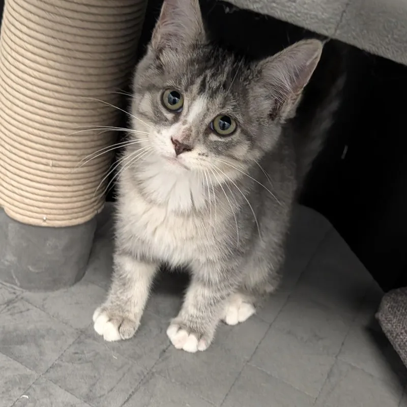 A baby medium-sized male Tabby (Gray / Blue / Silver) Domestic Short Hair cat named Cocacola for adoption in Cape Girardeau, MO