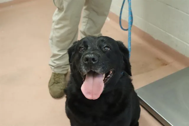An adult large-sized female Mixed Breed dog named Ravioli for adoption in Columbia, SC