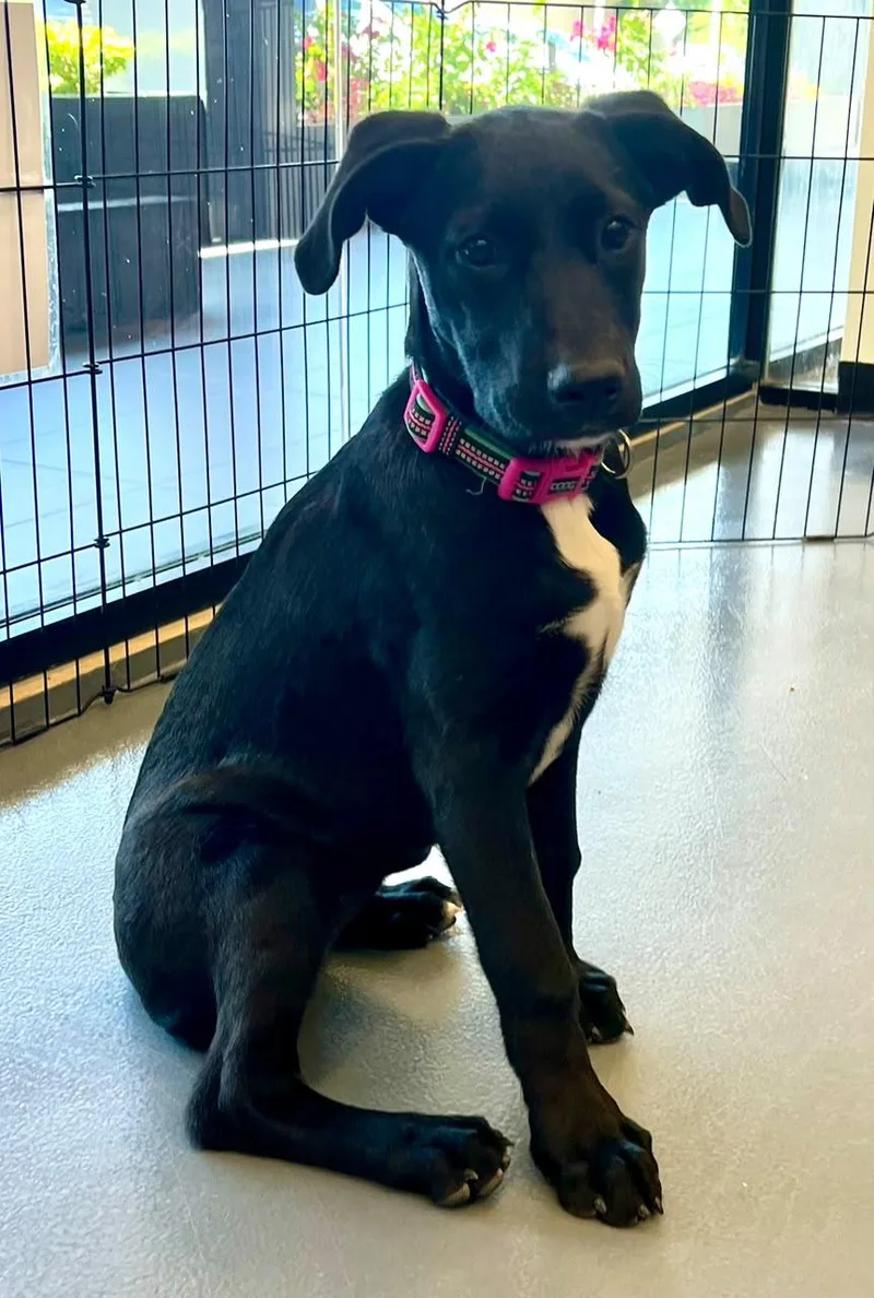 A baby medium-sized female Black Labrador Retriever dog named Tippi for adoption in Austin, TX