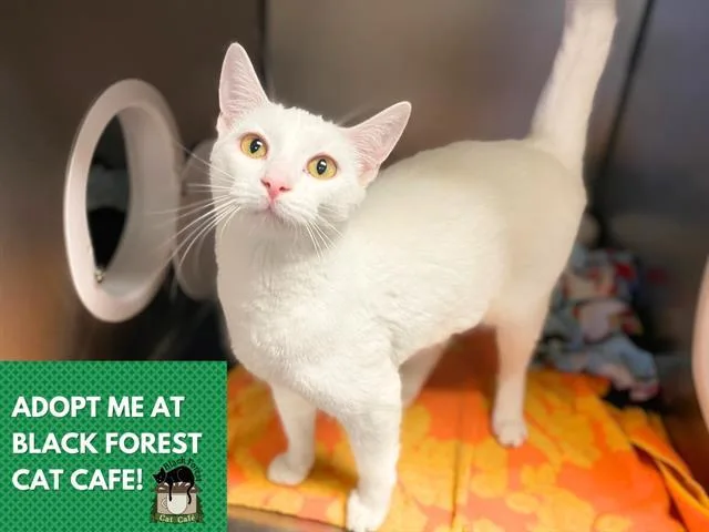A young small-sized female Domestic Short Hair cat named Harper for adoption in Fort Wayne, IN