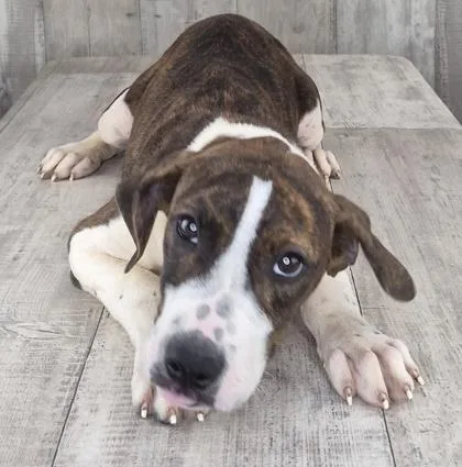 An adult small-sized male Pit Bull Terrier dog named Lane for adoption in Shreveport, LA