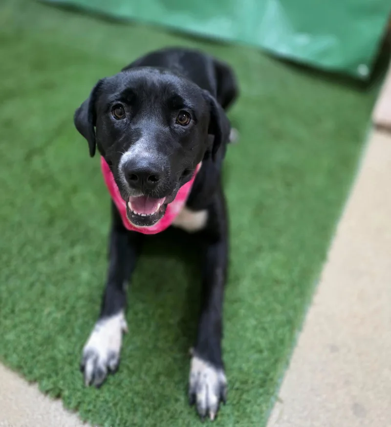 An adult large-sized female Black Border Collie dog named Sansa for adoption in Visalia, CA