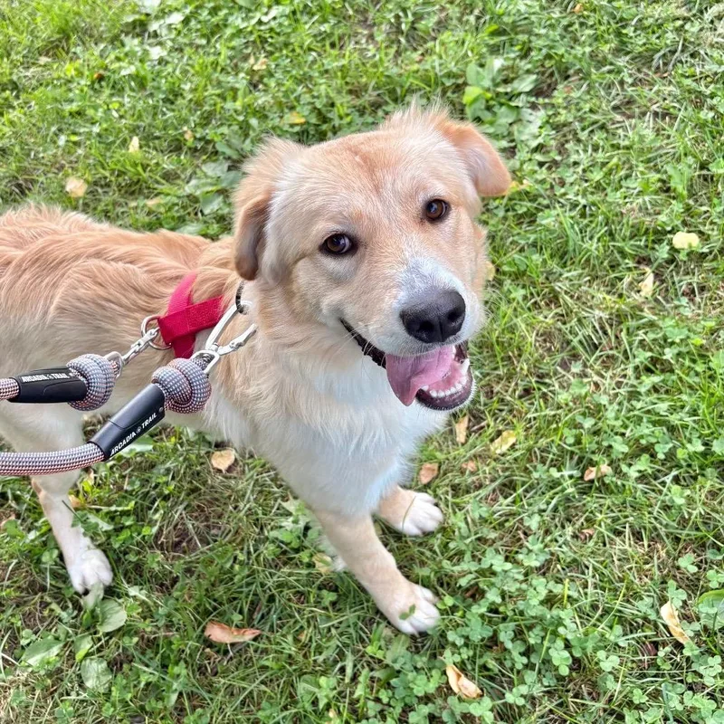 A young medium-sized female Mixed Breed dog named Eliza for adoption in Westhampton, NY