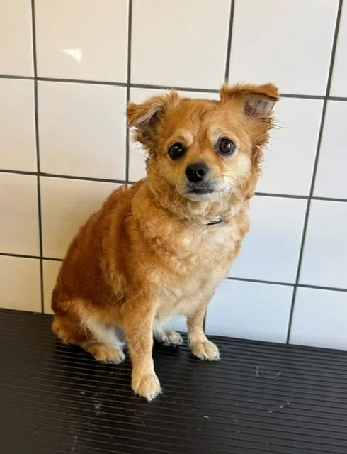 An adult medium-sized female Chihuahua dog named Savana for adoption in Downey, CA