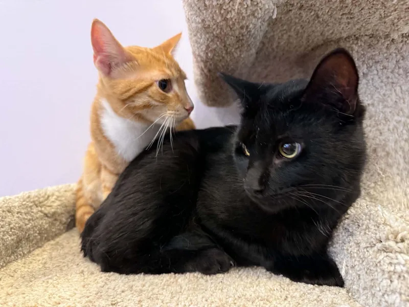 A young medium-sized male Domestic Short Hair cat named Coal for adoption in West Lafayette, IN