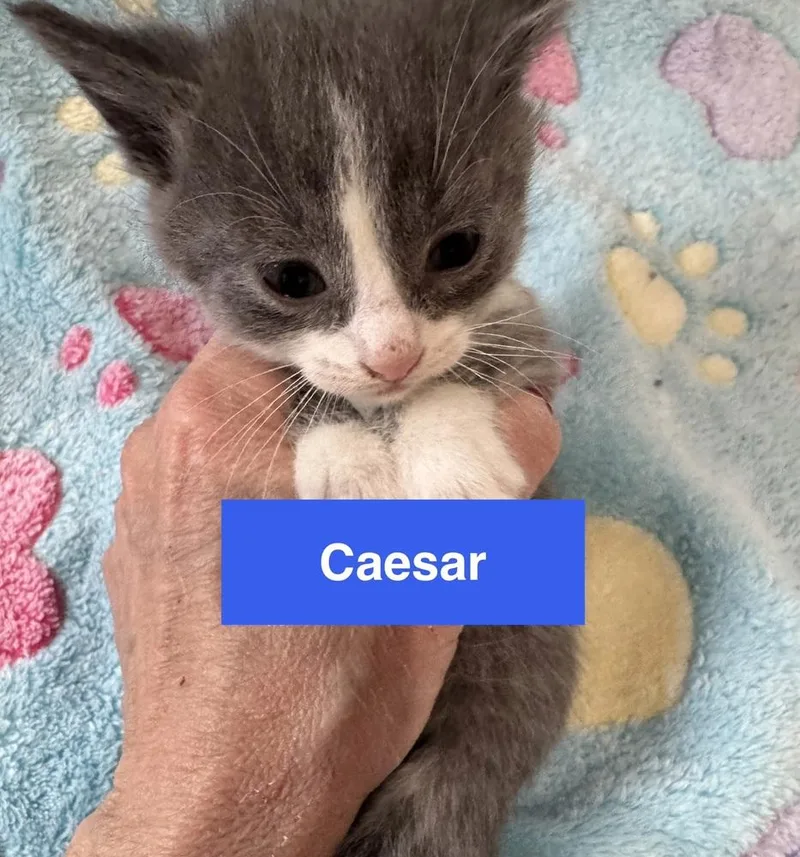 Caesar