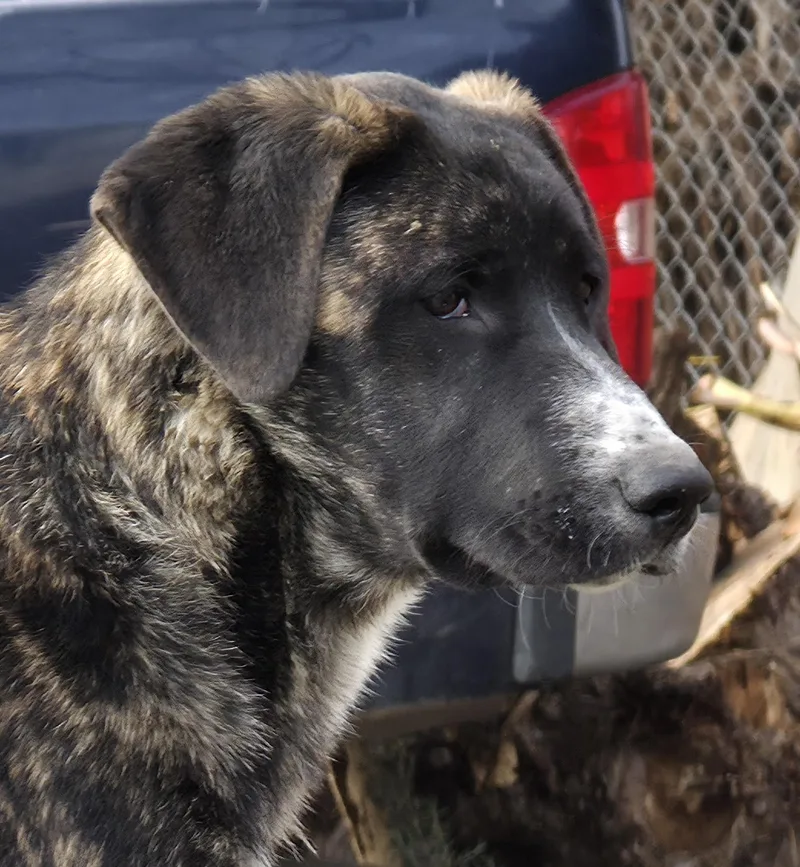 A baby large-sized female Brindle Anatolian Shepherd dog named Tig for adoption in AUBURN, WA