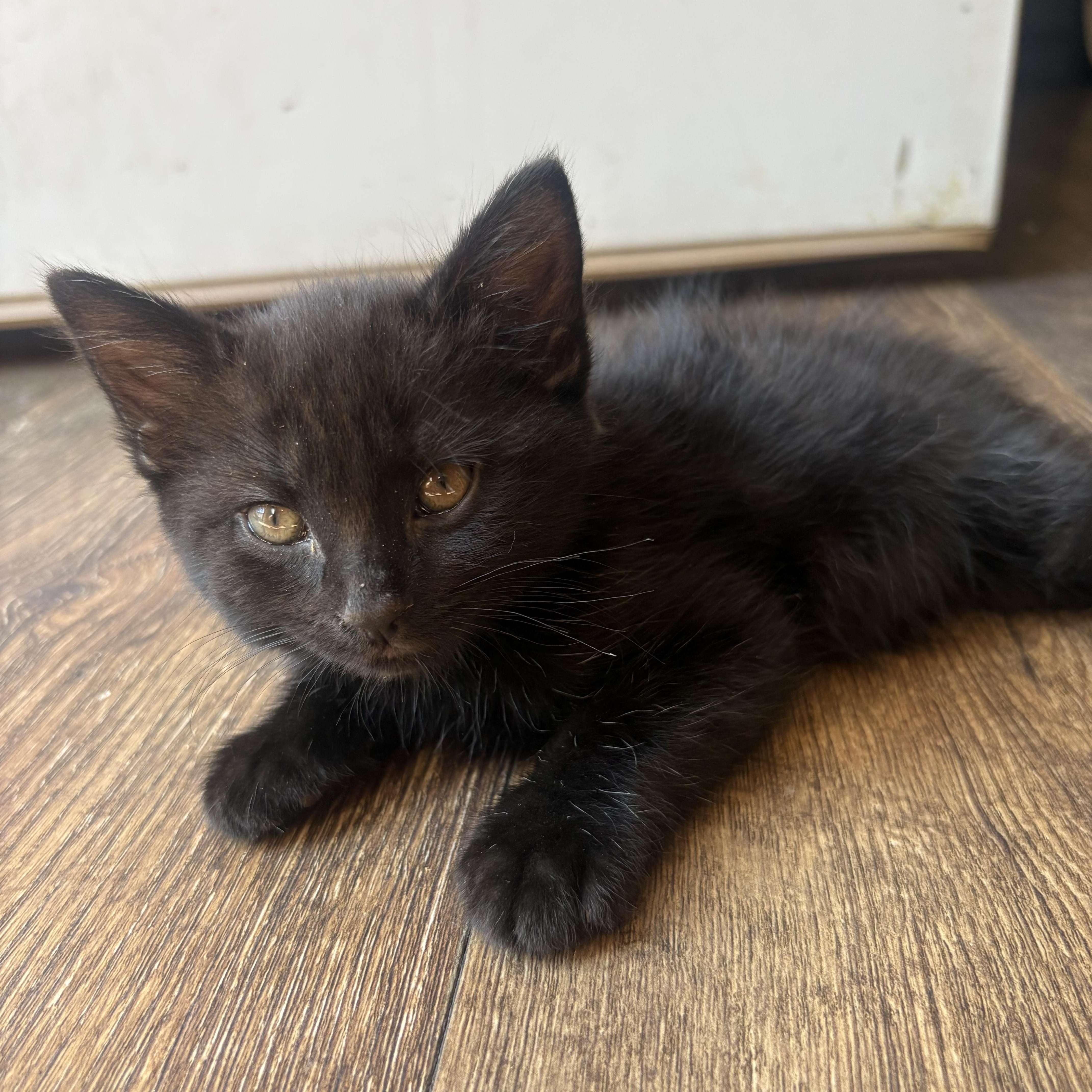 A baby medium-sized male Black Domestic Medium Hair cat named Fluff for adoption in Sonora, CA