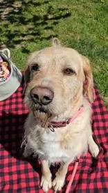 An adult large-sized male Apricot / Beige Mixed Breed dog named Richard for adoption in Manitowoc, WI