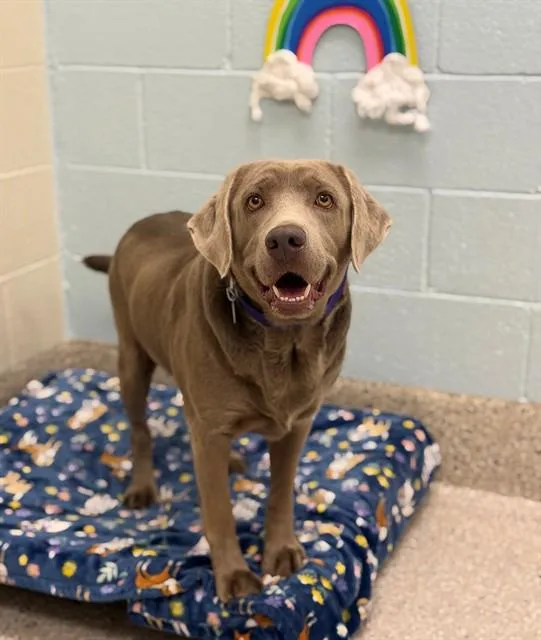 An adult large-sized female Labrador Retriever dog named Kate for adoption in Brighton, CO