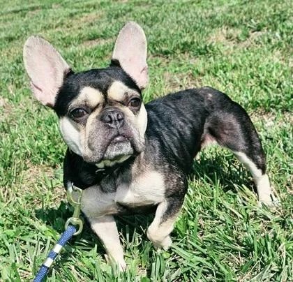 An adult small-sized female French Bulldog dog named Bonbon for adoption in West Chester, PA