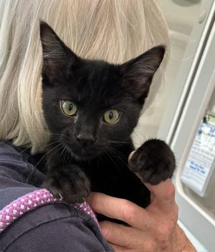 A baby small-sized male Domestic Short Hair cat named Dexter for adoption in Traverse City, MI