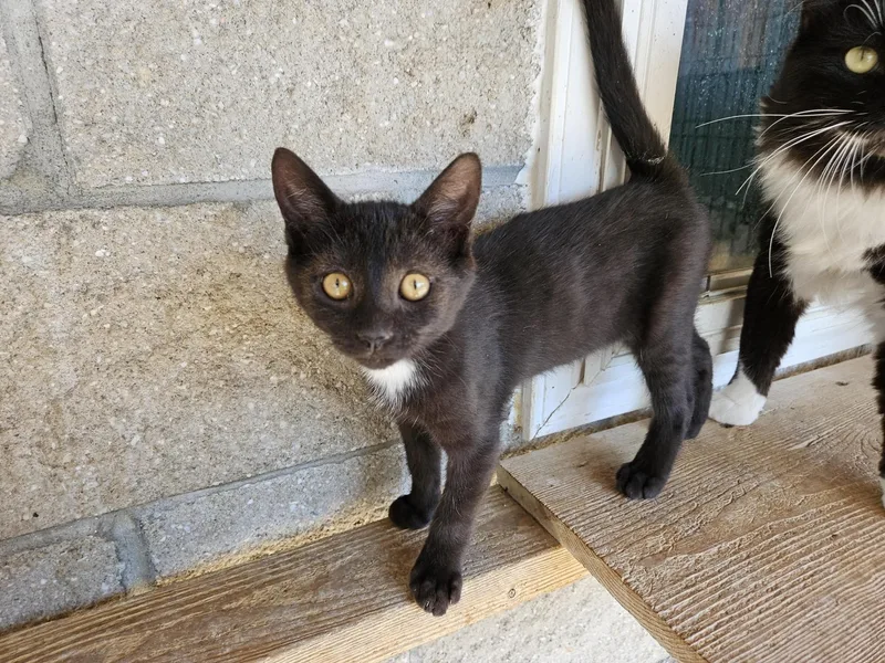 A young medium-sized male Domestic Short Hair cat named Tux for adoption in Orangeburg, SC