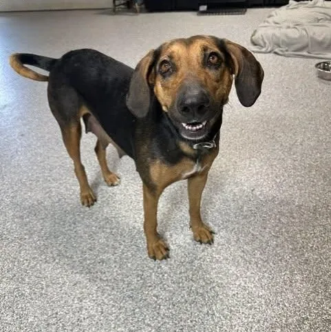 An adult medium-sized female Bicolor Black and Tan Coonhound dog named Daisy Mae for adoption in Pacific, MO