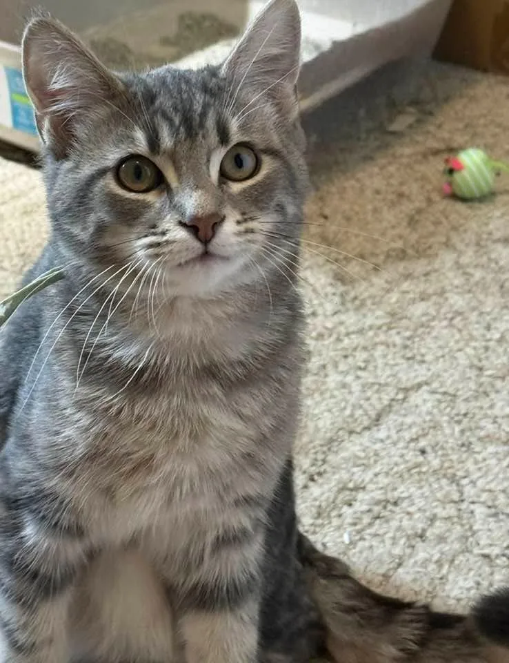 A baby small-sized female Domestic Short Hair cat named Granite for adoption in Kettering, OH