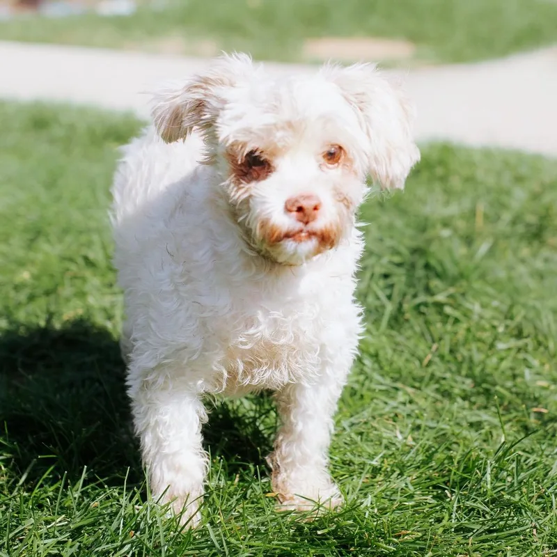 A senior small-sized male Apricot / Beige Miniature Poodle dog named Charlasaur for adoption in Northbrook, IL