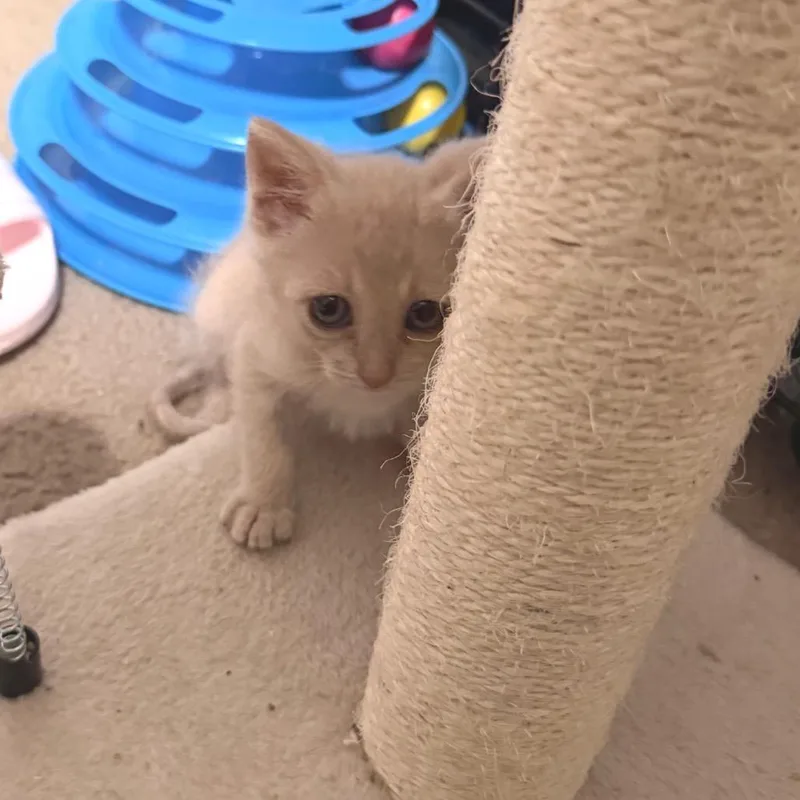 A baby small-sized female Buff / Tan / Fawn Domestic Short Hair cat named Birthday Suit for adoption in Boerne, TX