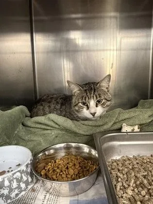 An adult medium-sized male Domestic Short Hair cat named Bernardo for adoption in Lowell, MA