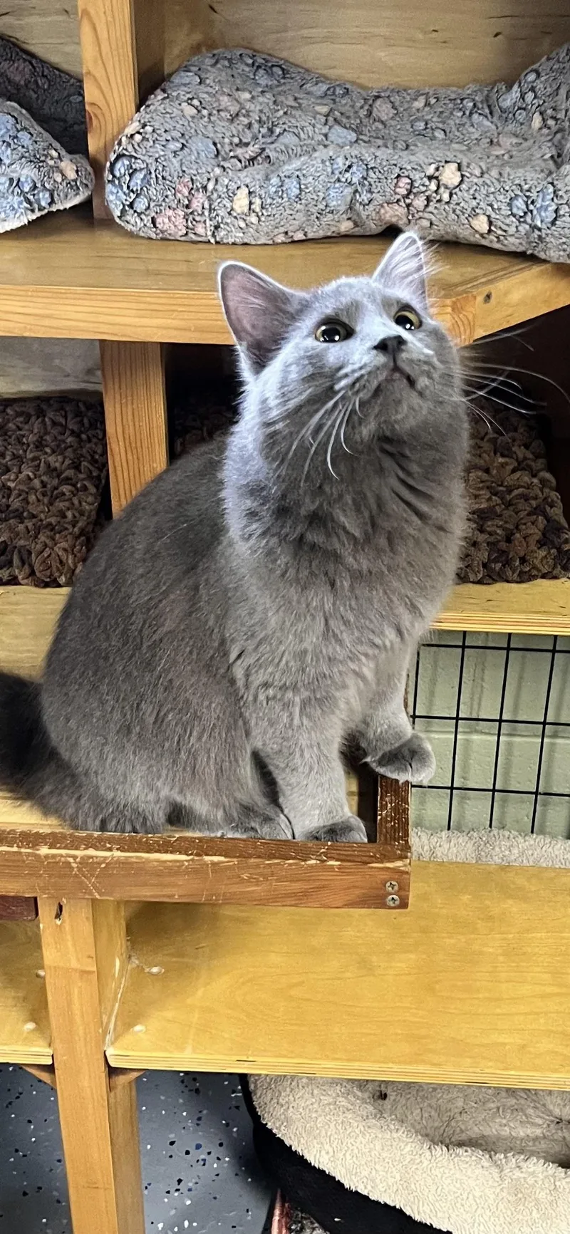 An adult medium-sized male Gray / Blue / Silver Domestic Medium Hair cat named Little Dude for adoption in Holland, MI
