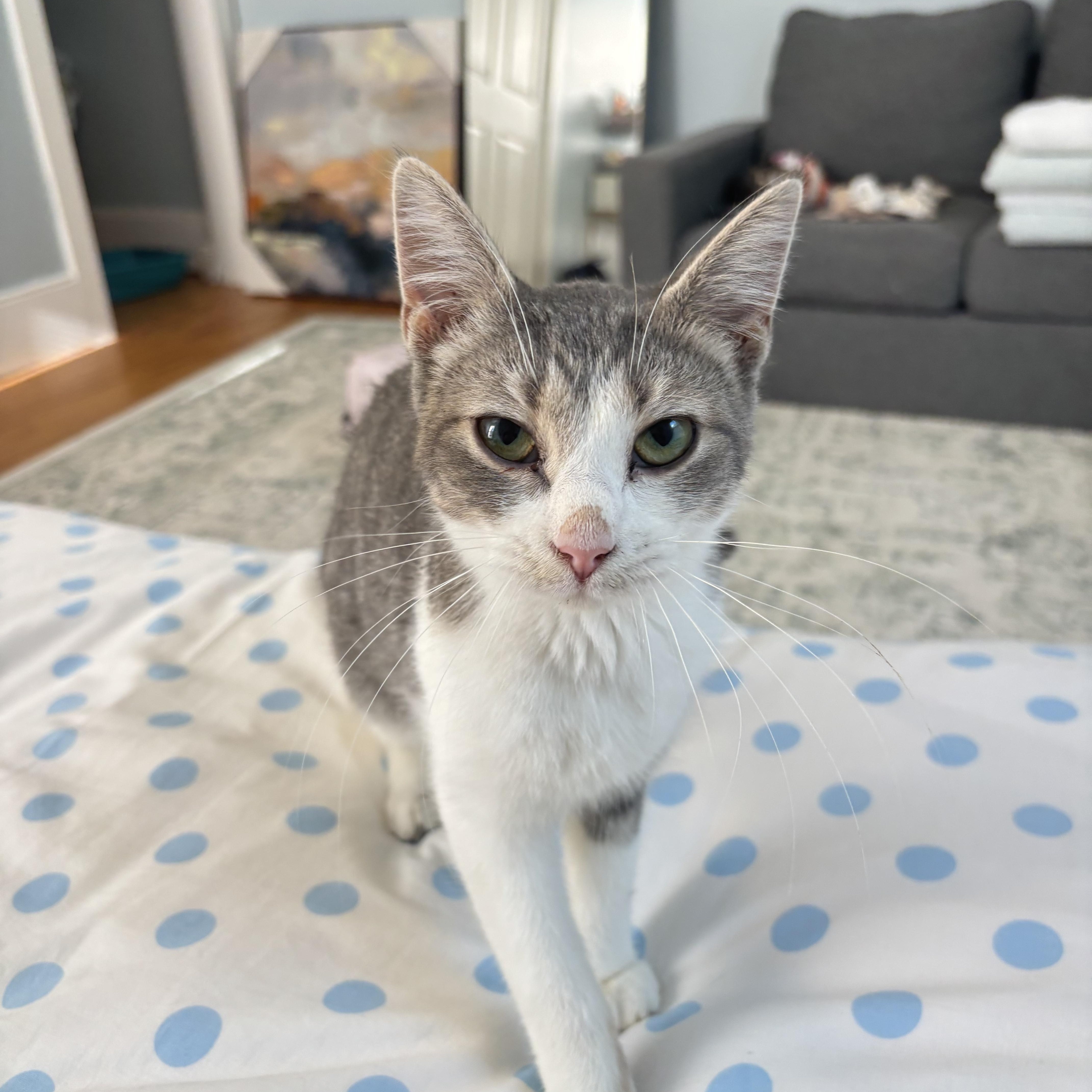 A baby medium-sized female Tabby (Gray / Blue / Silver) Domestic Short Hair cat named Spice for adoption in Columbia, SC