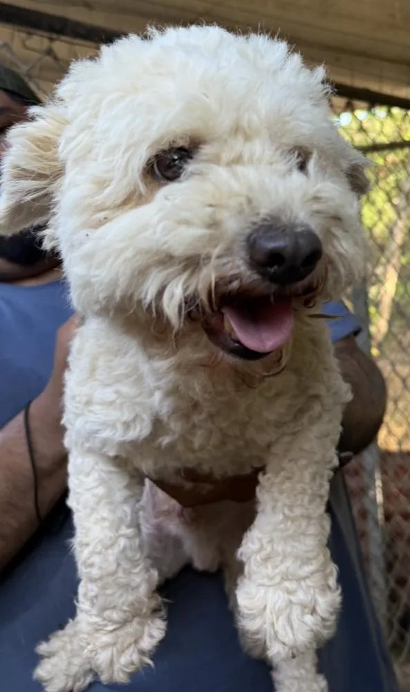 An adult small-sized male White / Cream Maltese dog named Jax for adoption in Manhattan, NY