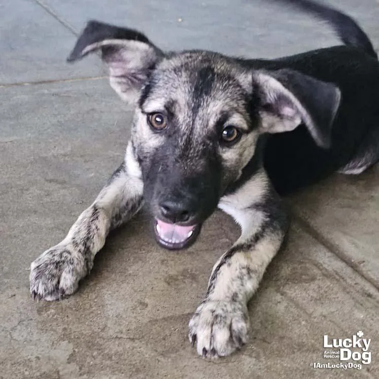 A baby large-sized male Shepherd dog named Flynn for adoption in Washington, DC