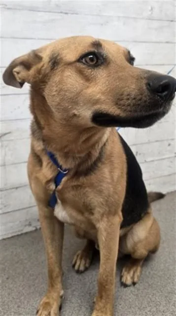 A young large-sized male German Shepherd Dog dog named Birch for adoption in San Bernardino, CA