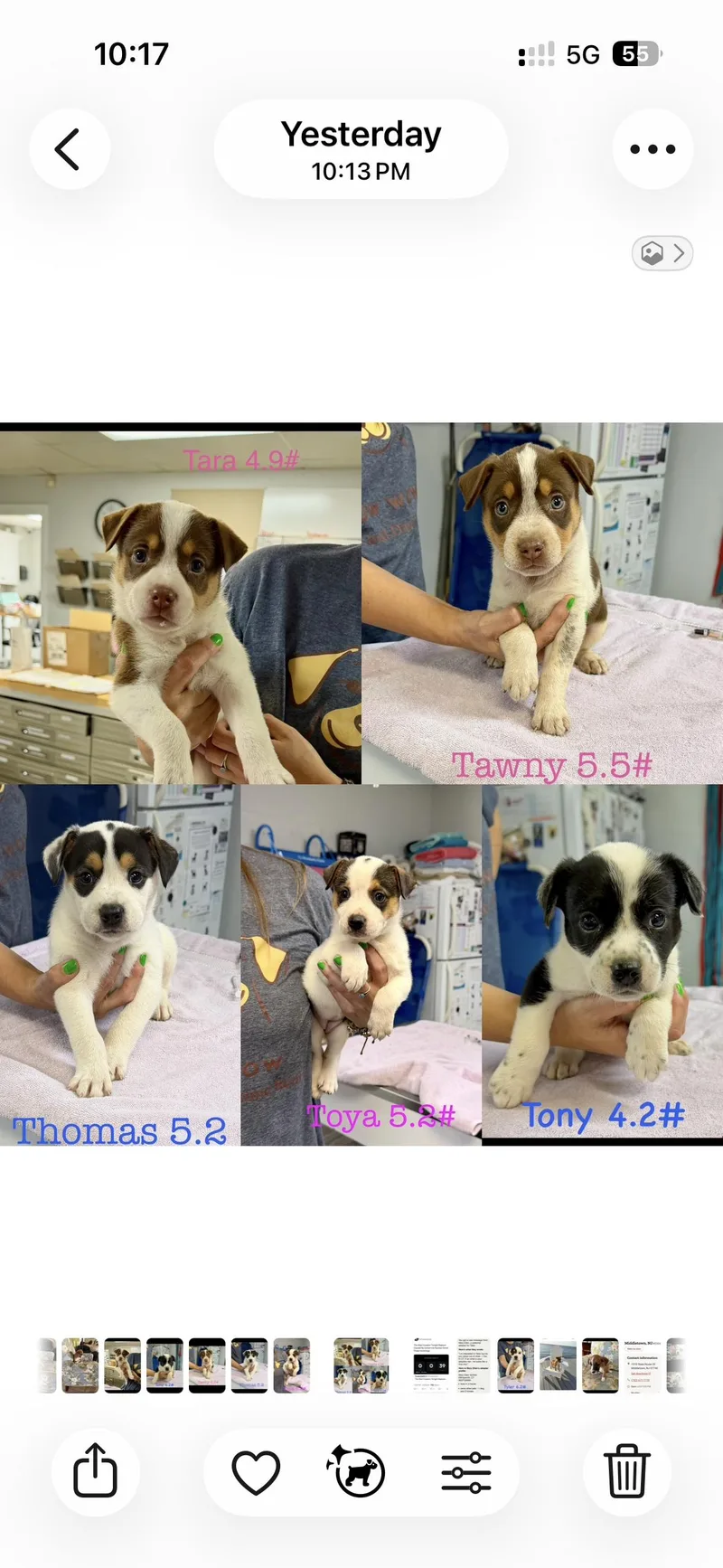 A baby medium-sized male Boxer dog named Roger  Rambo  for adoption in seaside heights, NJ