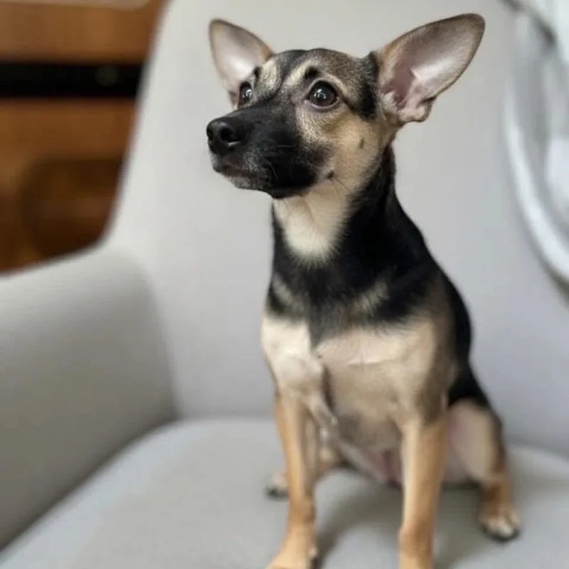 A young small-sized female Black Chihuahua dog named Olive for adoption in Gainesville, FL