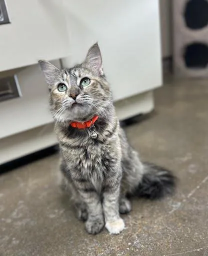 Nala
