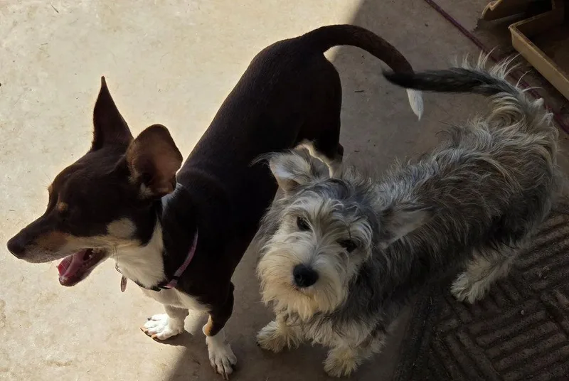 A young small-sized female Chihuahua dog named Luna Chi Weenie for adoption in San Antonio, TX