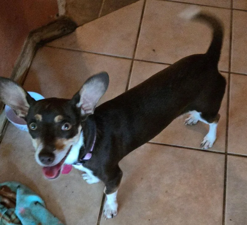 Luna Chi Weenie thumbnail 2