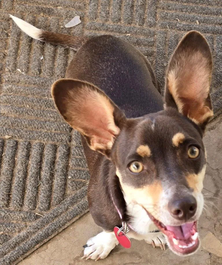 Luna Chi Weenie thumbnail 3