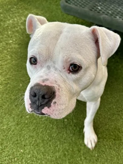 An adult large-sized male White / Cream Mixed Breed dog named Ivar for adoption in Wichita, KS
