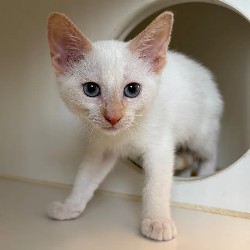 A baby small-sized male White Domestic Short Hair cat named Tuesday for adoption in Naperville, IL