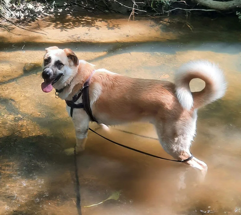 Handsome Buck! thumbnail 2