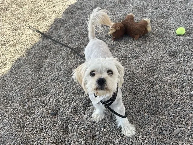 A young small-sized female Shih Tzu dog named Girl Boss for adoption in Mesa, AZ