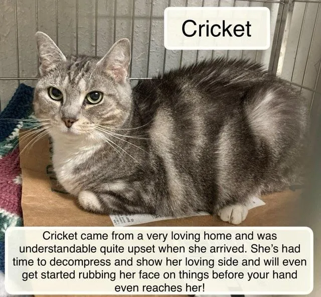 An adult large-sized female Dilute Calico Domestic Short Hair cat named Cricket for adoption in Ellicott City, MD