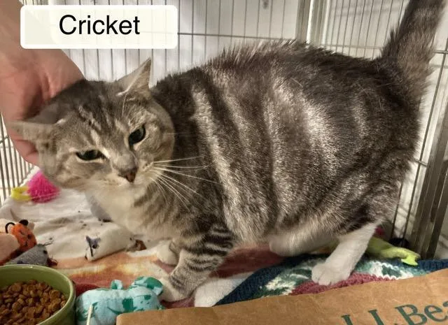 Cricket thumbnail 2