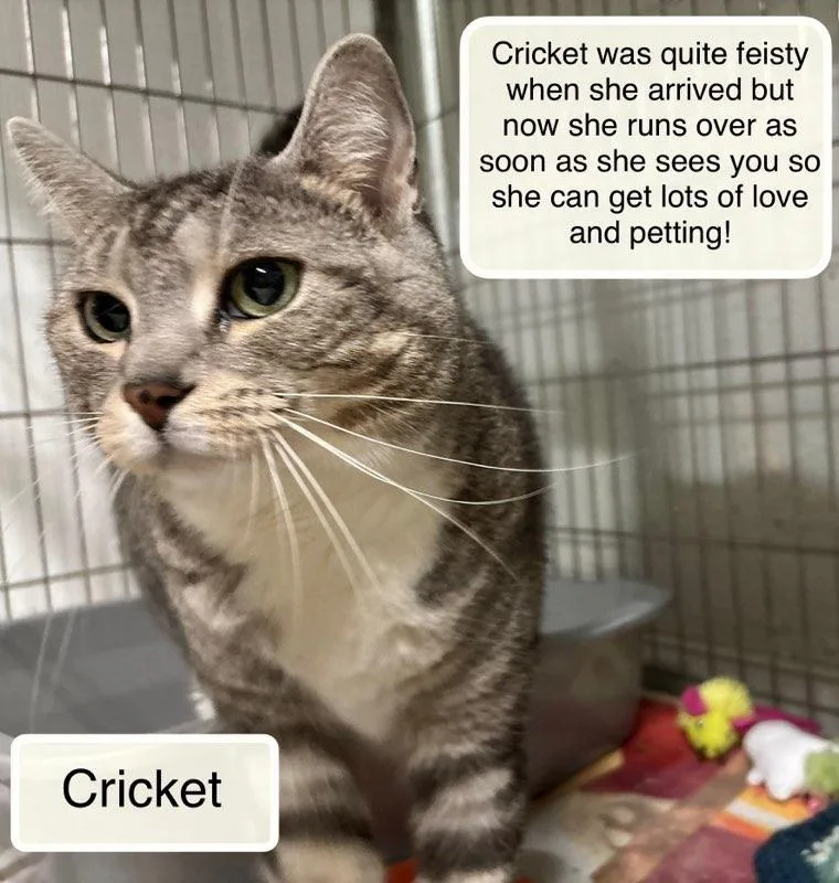 Cricket thumbnail 3