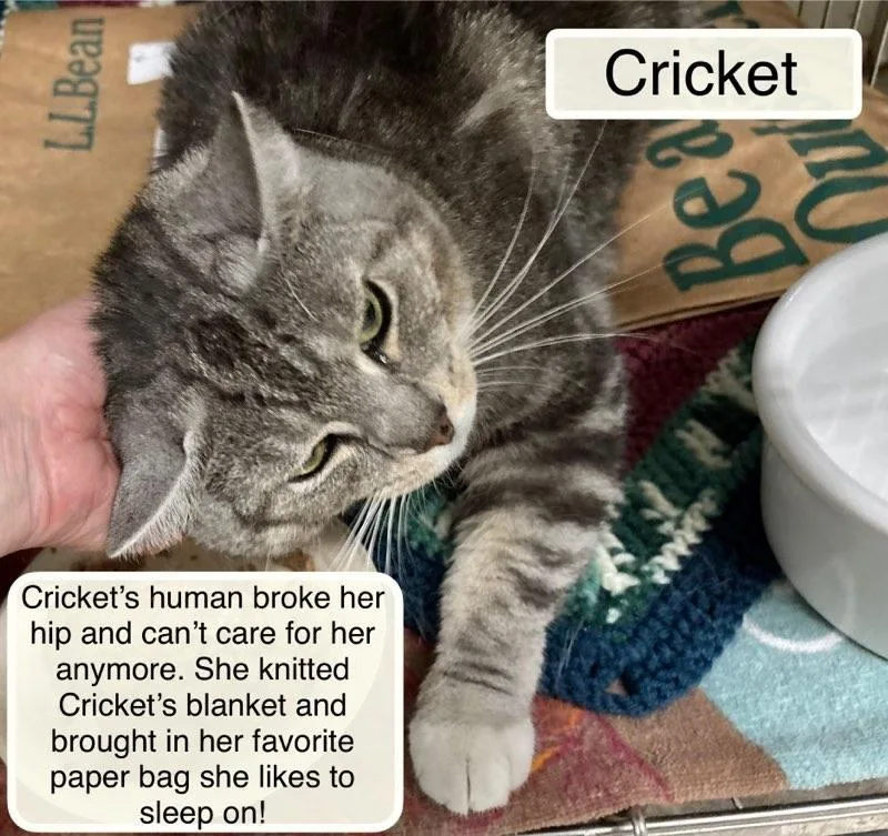 Cricket thumbnail 4