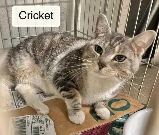 Cricket thumbnail 5