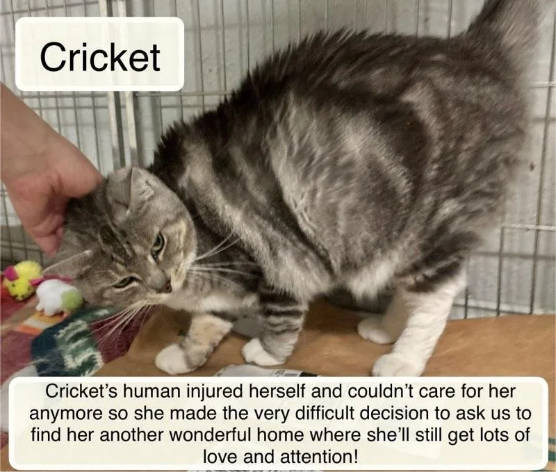 Cricket thumbnail 6