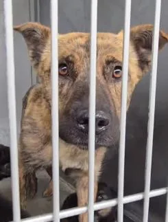 A young large-sized female Brindle American Staffordshire Terrier dog named Easter for adoption in Frazier Park, CA
